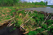 Euroasian beaver {Castor fiber} dam. Nr Talsi Latvia Note scum on water behind & clear below