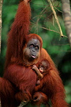 Orang utan mother with baby, (Pongo abelii) female chewing Gunung Leuser NP, Indonesia