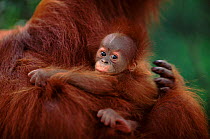 Orang utan mother with baby, (Pongo abelii) Gunung Leuser NP, Indonesia