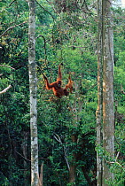 Orang utan mother with baby in rainforest, (Pongo abelii)  Gunung Leuser NP, Indonesia