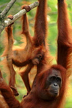Orang utan mother with baby, (Pongo abelii) Gunung Leuser NP, Indonesia