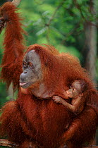 Orang utan mother with baby suckling, (Pongo abelii) Gunung Leuser NP, Indonesia