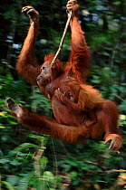 Orang utan mother & baby {Pongo abelii} swinging from liana Gunung Leuser NP, Indonesia