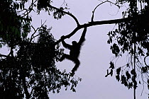 Sihoutte of Orang utan moving through forest, (Pongo abelii) Gunung Leuser NP, Indonesia