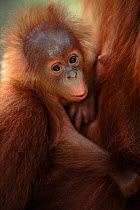 Orang utan baby on mother, (Pongo abelii) Gunung Leuser NP, Indonesia