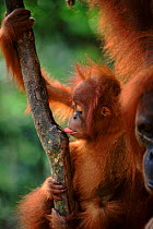 Orang utan baby licking sap, (Pongo abelii) Gunung Leuser NP, Indonesia