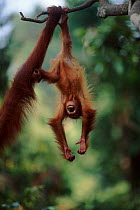 Orang utan baby hanging upside down from branch, (Pongo abelii) Gunung Leuser NP, Indonesia