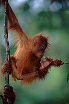 Orang utan baby playing with stick, (Pongo abelii) Gunung Leuser NP, Indonesia