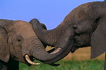Male african elephants sparring {Loxodonta africana} Masai Mara NP, East Africa