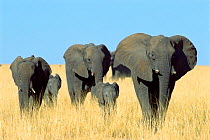 African elephant herd in the Etosha NP, Namibia. {Loxodonta africana}