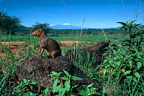 Dwarf mongoose {Helogale parvula} on termite mound, Tsavo East NP, Kenya