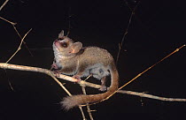 Lesser mouse lemur {Microcebus murinus} looking up at night, Kirindy Forest, Madagascar