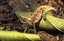 Stump tailed chameleon {Brookesia superciliaris} Madagascar