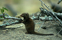 Dwarf mongoose {Helogale parvula} Mala Mala Game Reserve, South Africa.
