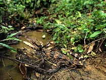 Dwarf Caiman {Paleosuchus palebrosus} in Ecuadorian Amazon, Ecuador