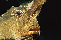 Batfish {Ogcocephalus nasutus} head portrait, Caribbean.
