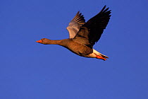 Greylag goose flying, Slimbridge WWT England, UK