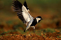 Spur winged plover wing stretching, Tanzania East Africa