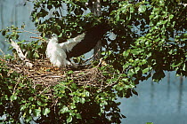 White bellied sea eagle {Haliaeetus leucogaster} fledgling stretching wings in nest, India.
