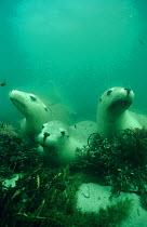 Afro-australian fur seals {Arctocephalus pusillus} three underwater, South Australia