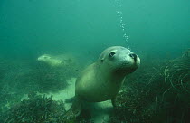 Afro-australian fur seal {Arctocephalus pusillus} underwater exhaling airbubbles out of nose, South Australia.