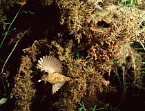 Wren leaving nest with waste sack from chick{Troglodytes troglodytes} Somerset, UK.