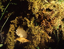 Wren {Troglodytes troglodytes} flying from nest with faecal waste sack, Somerset, UK.