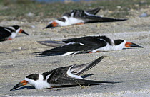 Black skimmers {Rynchops nigra} sunning on tarmac, Florida, USA