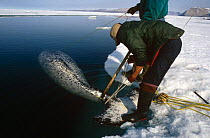Inuit with hunted male Narwhal {Monodon monoceros} Lancaster Bay, Canadian Arctic