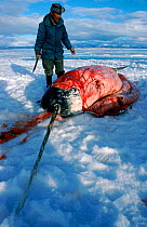 Inuit taking flesh off hunted Narwhal, Lancaster Bay, Canadian Arctic