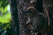 Tree hyrax {Dendrohyrax arboreus} at day nest hole, Epulu reserve, Democractic Republic of Congo (formerly Zaire)