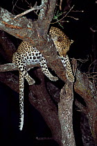 Leopard asleep in tree {Panthera pardus} Okavango, Botswana