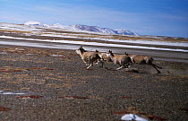 Tibetan antelope females running Kekexili, Quinghai, China December 1997