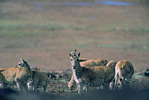 Tibetan antelope females Kekexili, Quinghai, China July 1998