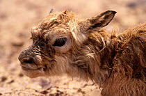 Tibetan antelope baby (Pantholops hodgsonii) Arjin, Xinjiang, China. June 1998. Endangered species - hunted for fur/shatoosh which make finest pashmina shawls
