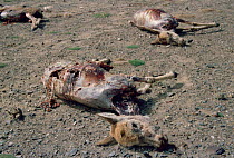 Tibetan antelope killed for fur to make shahtoosh shawls Arjin, Xinjiang, China June 1998