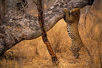 Leopard {Panthera pardus} territorial marking on tree, Mala Mala GR, South Africa.