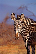 Head of Grevy's zebra (Equus grevyi). Samburu NR, Kenya, East Africa