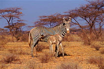 Grevy's zebra (Equus grevyi) suckling young. Samburu NR, Kenya, East Africa