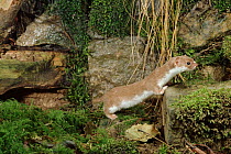 Weasel, Germany
