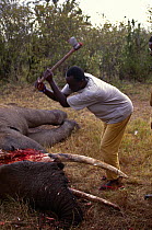 Dead African elephant (Loxodonta africana) shot by poachers, having tusks removed, Kenya