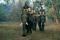 Park Rangers / Mahouts riding domesticated Indian elephants (Elephas maximus) into the forest in search of Indian tigers, Bandhavagarh NP, Madhya Pradesh, India