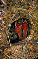 Red billed quelea chicks calling in nest. Tsavo East NP, Kenya.