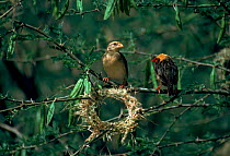 Red billed quelea pair at nest in construction, Tsavo East NP, Kenya.