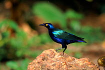 Blue eared glossy starling, Gambia, West Africa