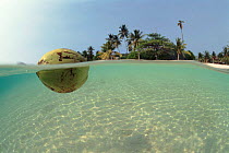 Coconut floating on water, split-level shot. Indo-Pacific.
