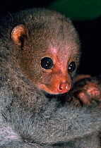 Juvenile Potto, Epulu Ituri Reserve, DR Congo (ex Zaire)