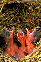 Red billed quelea chicks begging food in nest. Tsavo East NP, Kenya.