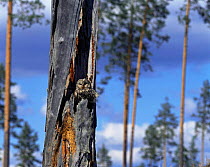 Ural Owl in nest hole {Strix uralensis} Sweden.