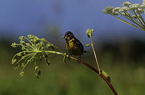 Yellow breasted bunting {Emberiza aureola} perched, Primorskiy, Far East Russia, Vulnerable species